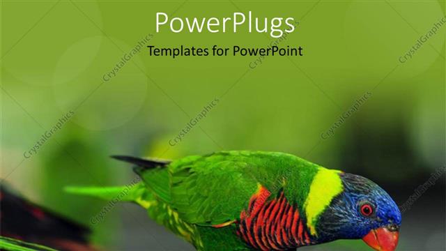  Presentation with branch - A close up view of a multi colored bird on a tree branch