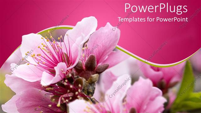  Presentation with green lines - Close up view of peach blossom pink flower on blurred background with pink background framed by curved green and white lines