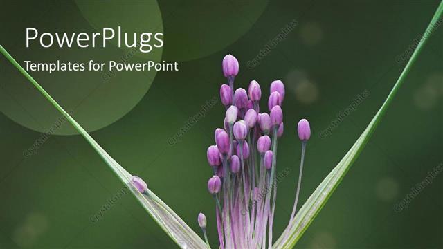  Presentation with nature purple - A close up view of a purple colored  flower