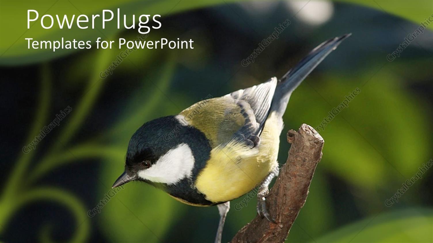 Premium Template for PowerPoint & Google Slides 