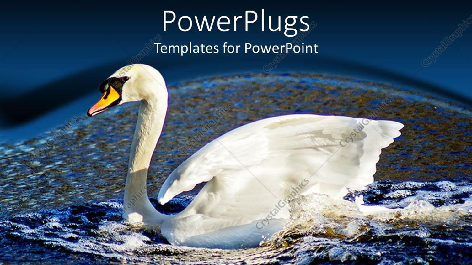 Featuring a Close Up View of a White Colored Swan on a River