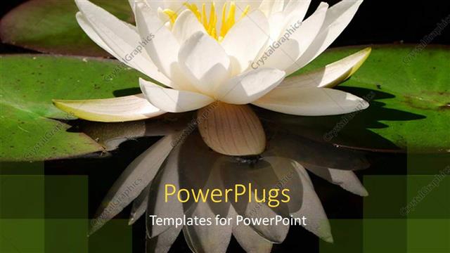  Presentation with lotus water - Close up of Water-lily and its reflection on waterbody