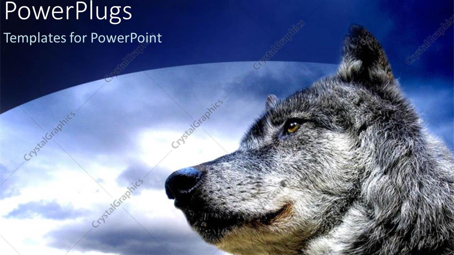 Featuring Close Up of White and Black Wolf in White Background