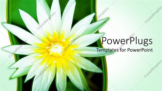  Presentation with white lotus flower - Close up of white Lotus flower on green background