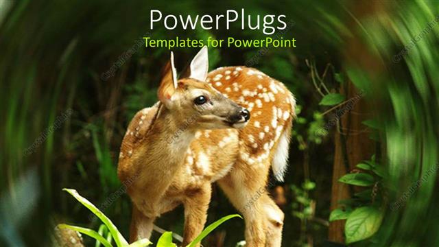  Presentation with deer - Close up of white tailed deer fawn in the forest with swirled margins