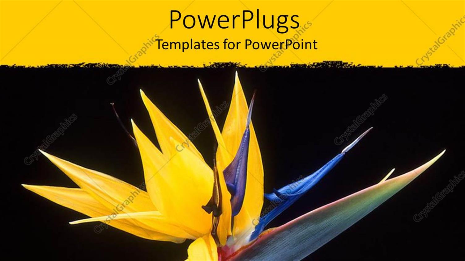 Premium Template for PowerPoint & Google Slides 