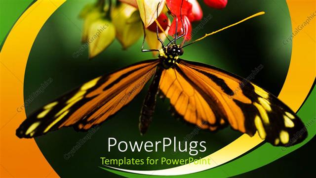  Presentation with black yellow - Close up of yellow and black butterfly hanging on colorful flowers