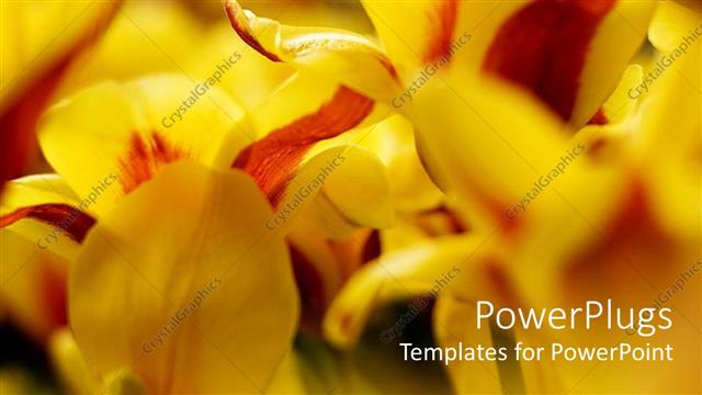  Presentation with tulips - Close up of yellow and red tulips with blurred margins