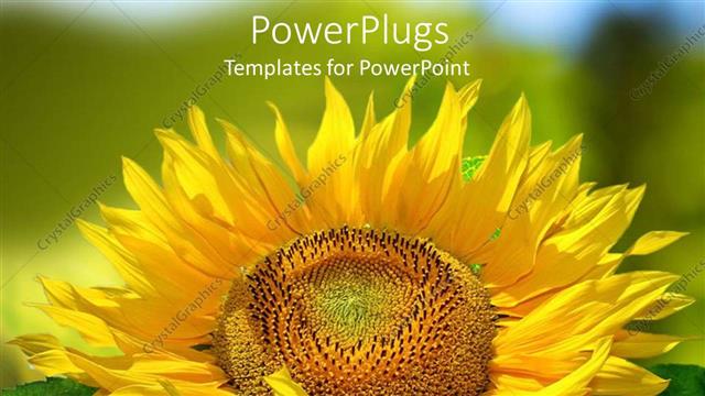  Presentation with yellow green - Close up of yellow sunflower with green background