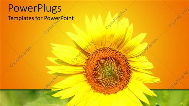  Presentation with yellow orange - Close up of yellow sunflower on green field and yellow to orange background