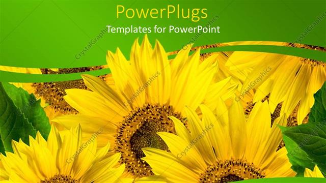  Presentation with green lines - Close up of yellow sunflowers with green leaves between green waving lines