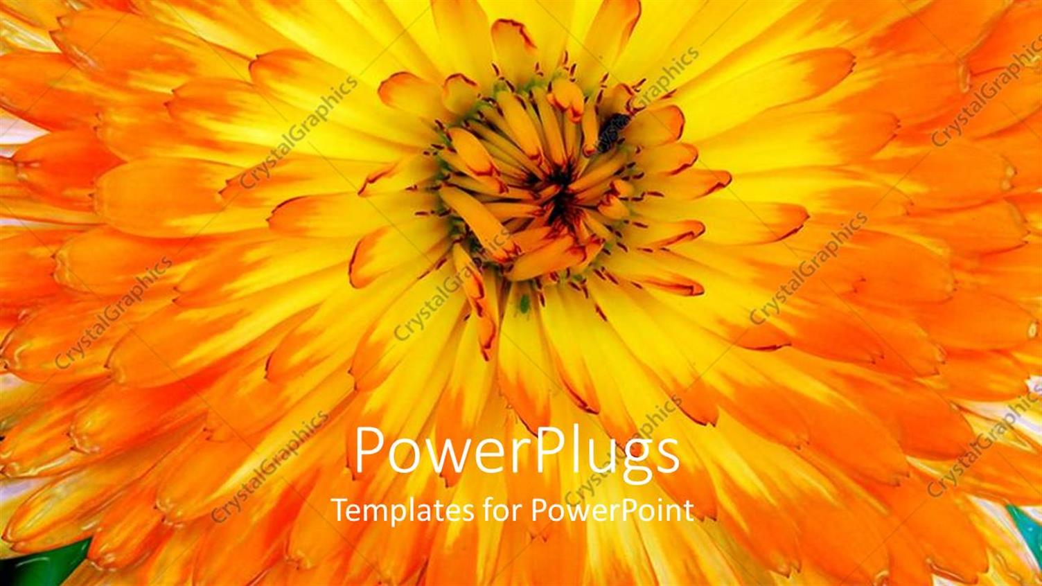 Premium Template for PowerPoint & Google Slides 