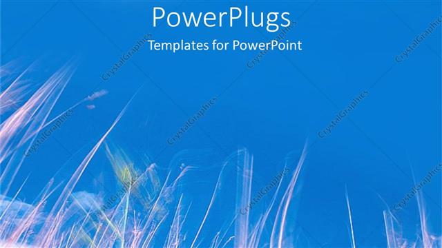  Presentation with plants - Cloudless blue sky with field of withered plants