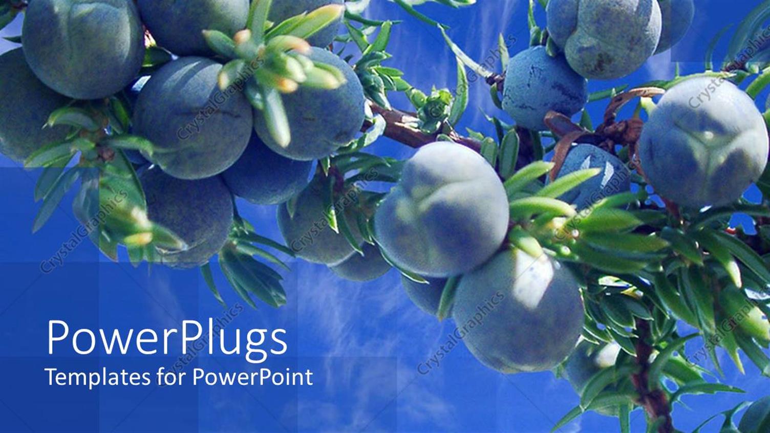 Premium Template for PowerPoint & Google Slides 