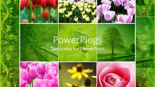  Presentation with pink rose - Collage of colorful flowers red pink white yellow tulips, pink rose, yellow flowers, green trees