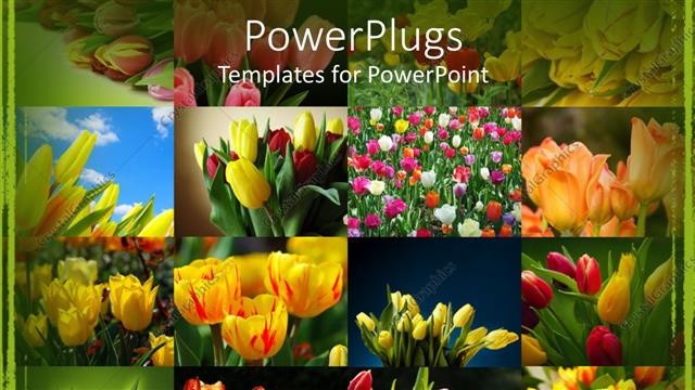  Presentation with tulips - Collage of colorful tulips, green border