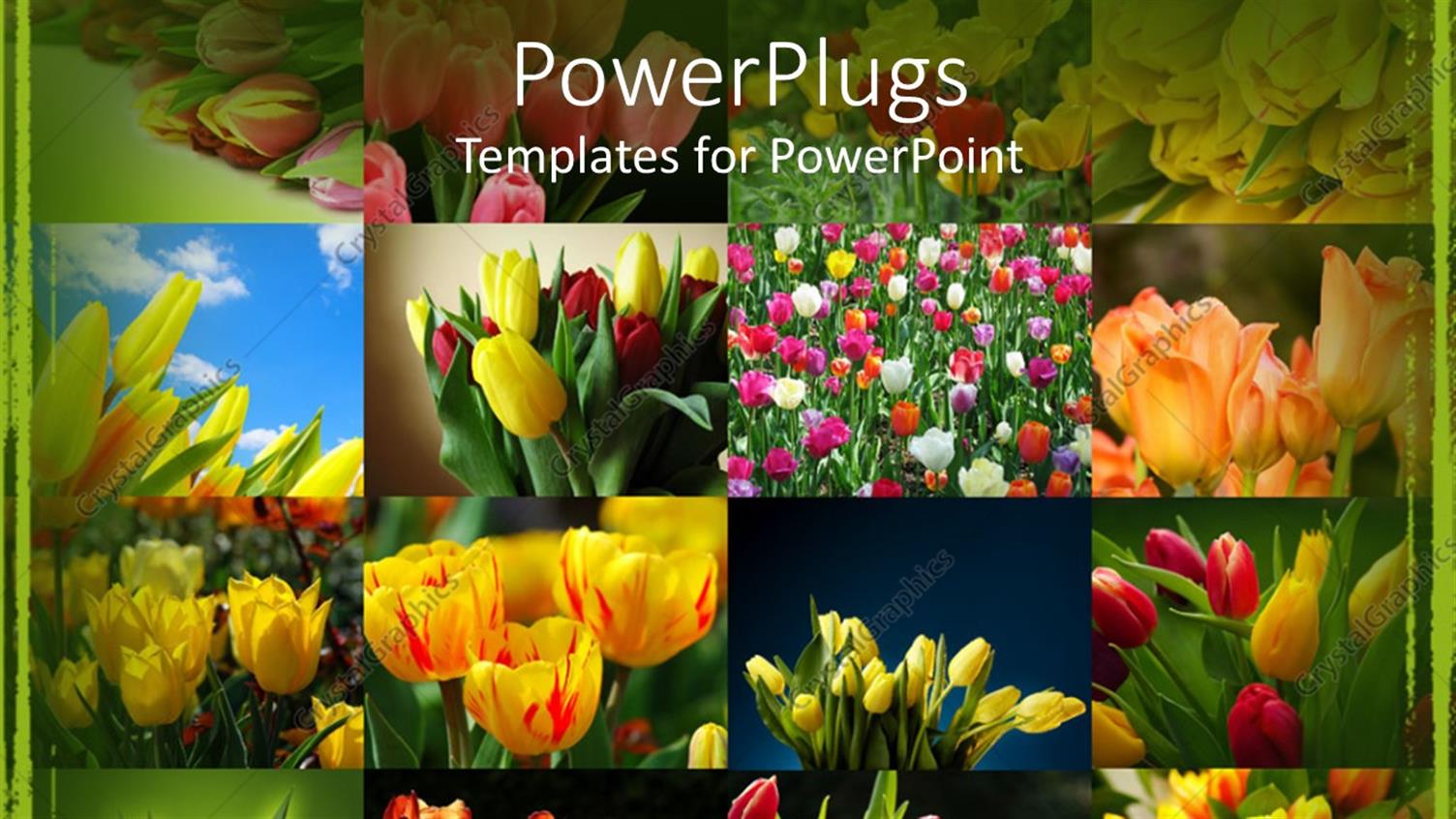 Premium Template for PowerPoint & Google Slides 