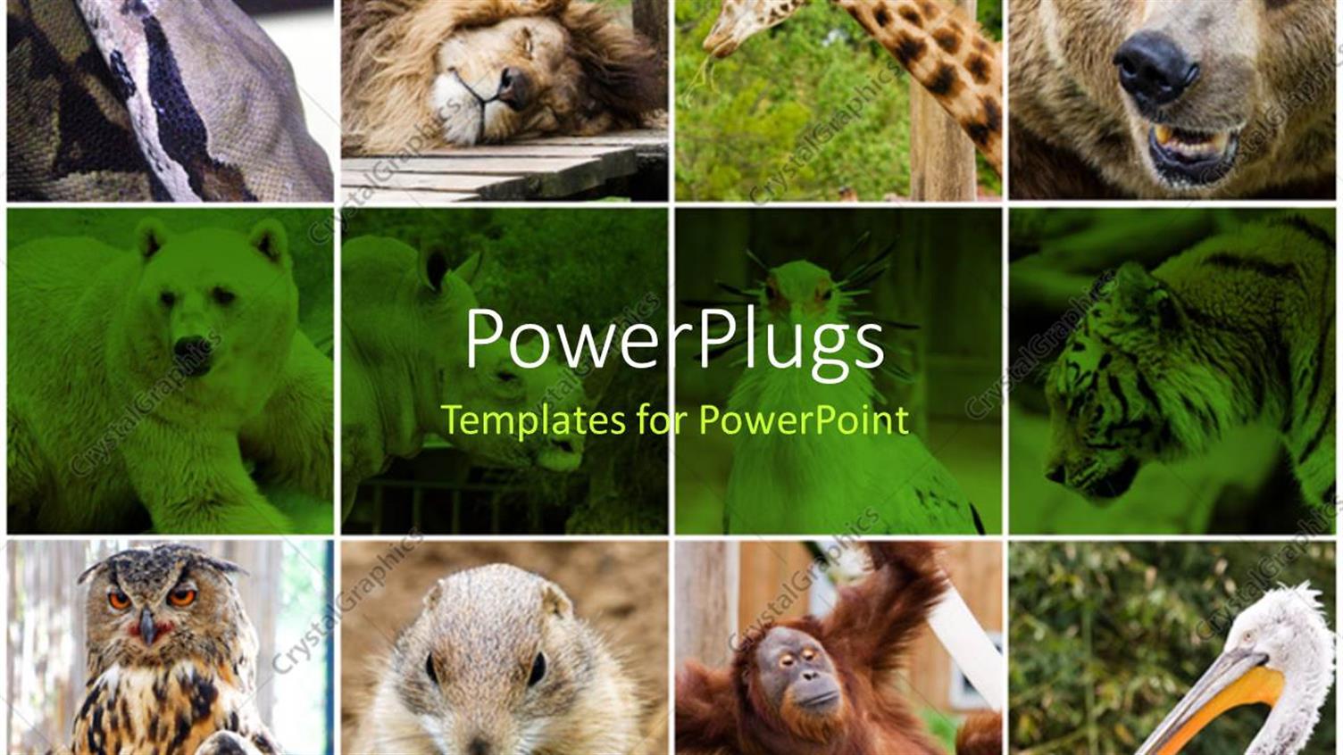 Premium Template for PowerPoint & Google Slides (31330)