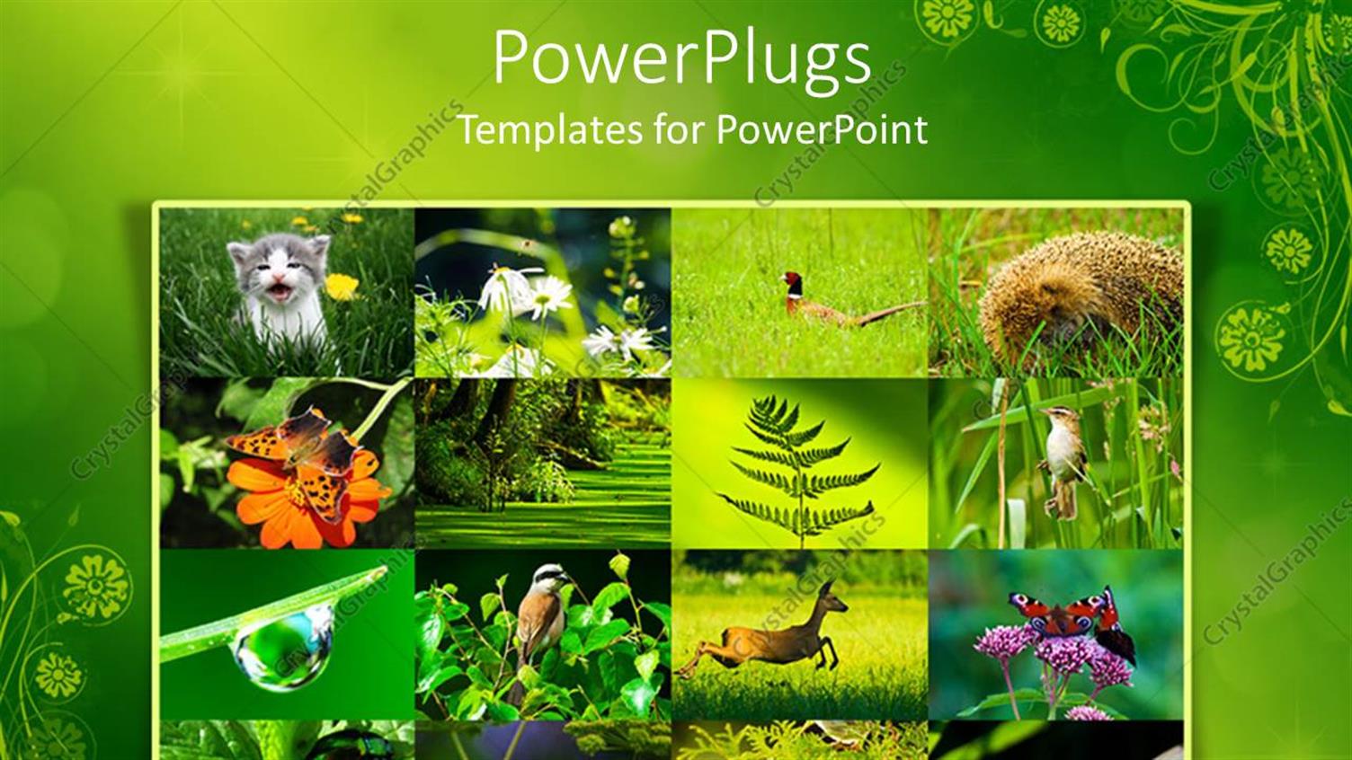 Premium Template for PowerPoint & Google Slides 
