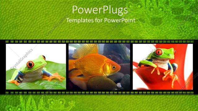  Presentation with frogs - Collage of three depictions of little green frogs on leaves and goldfish in water