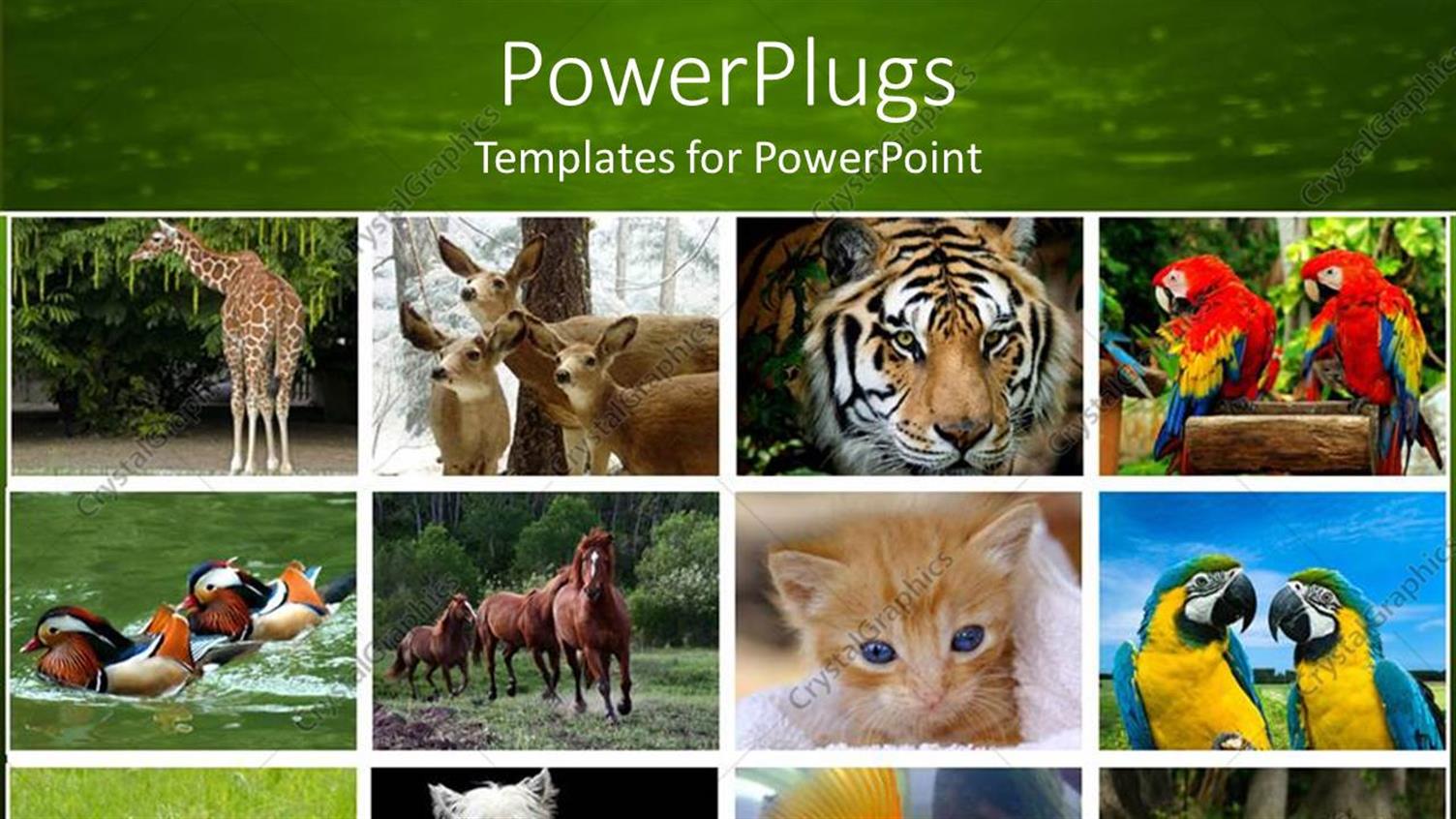 Premium Template for PowerPoint & Google Slides 