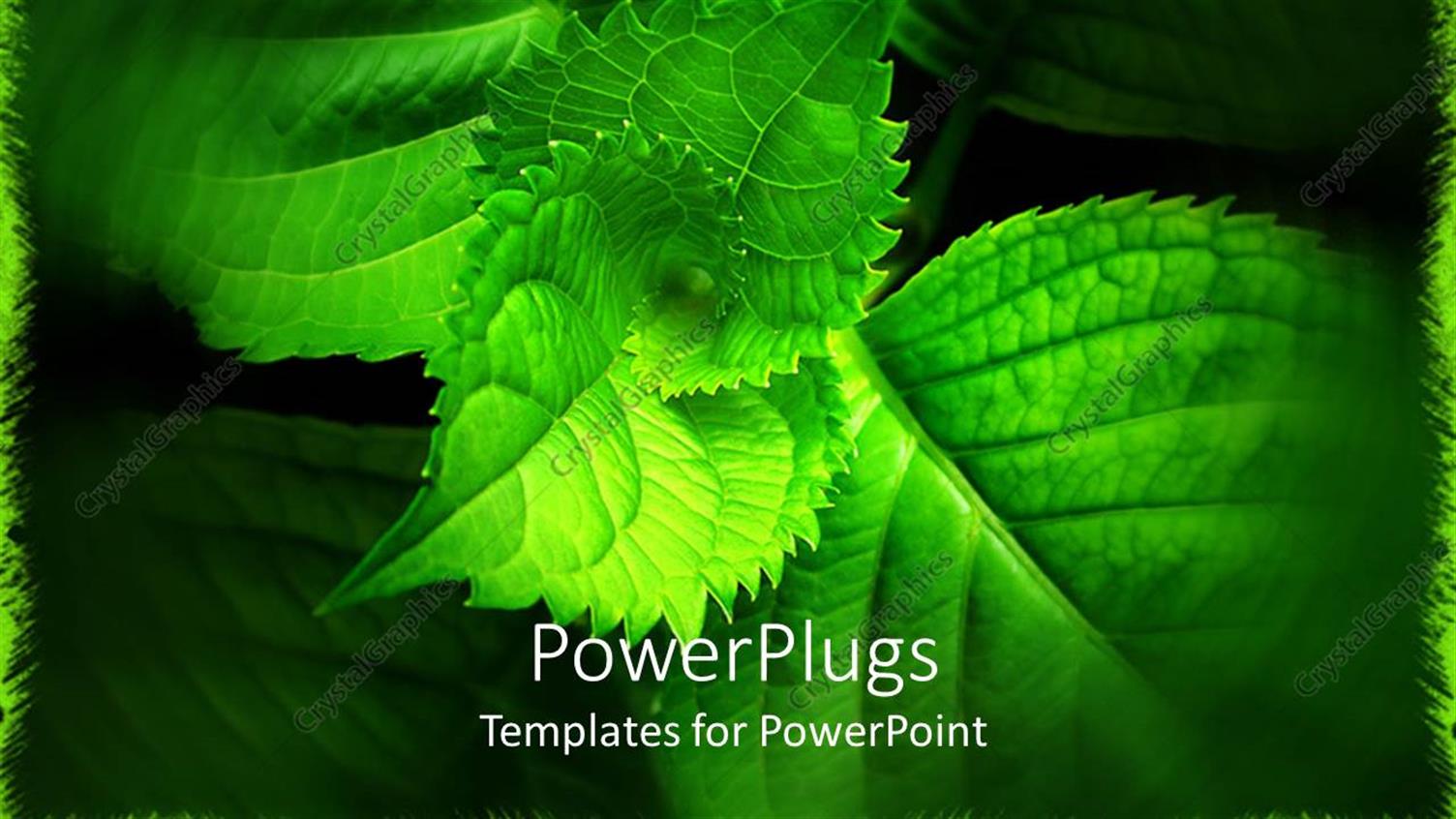 Premium Template for PowerPoint & Google Slides 