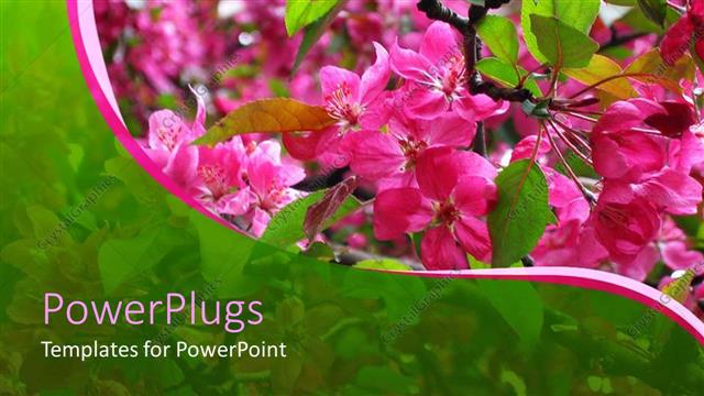  Presentation with reflection - A collection of pink flowers with their reflection in the background