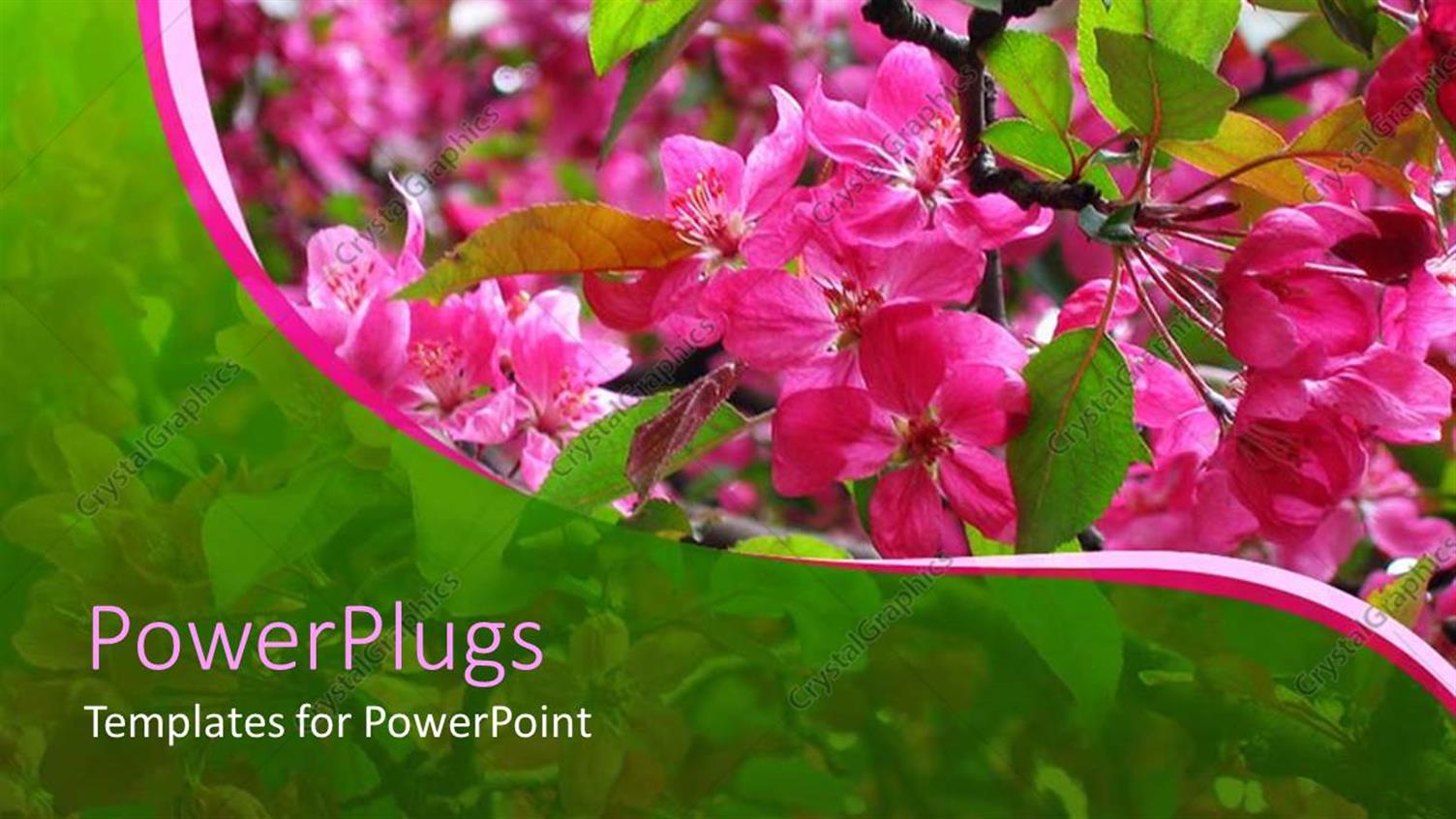 Premium Template for PowerPoint & Google Slides 