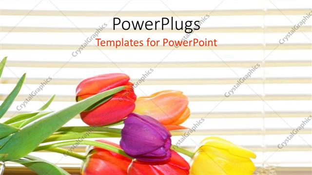  Presentation with tulip - Colored tulip flowers on desk over white background with horizontal lines