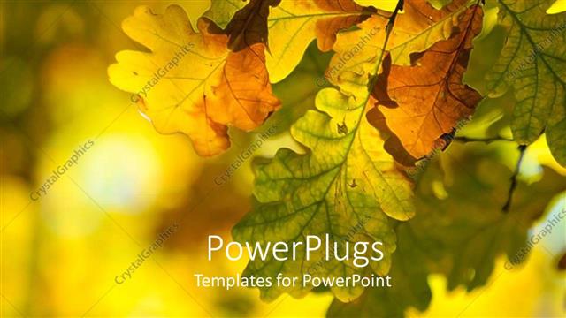  Presentation with leaves - Colorful autumn leaves on a tree on a colorful background