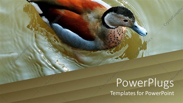  Presentation with teal - A colorful duck in the lake