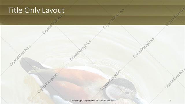 Title Only presentation slide layout