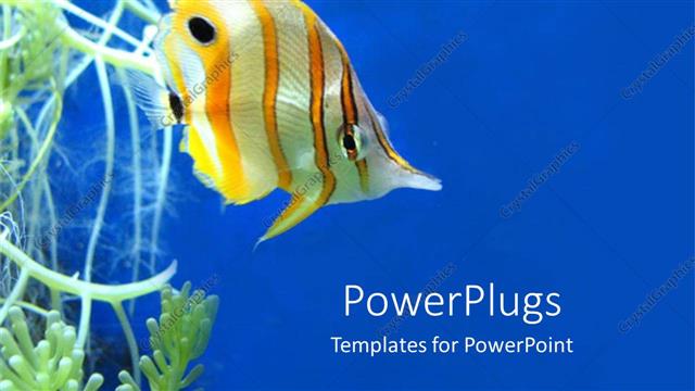  Presentation with fish ocean - Colorful fish close up under the ocean in blue background