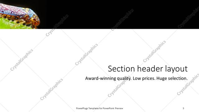 Section Header presentation slide layout