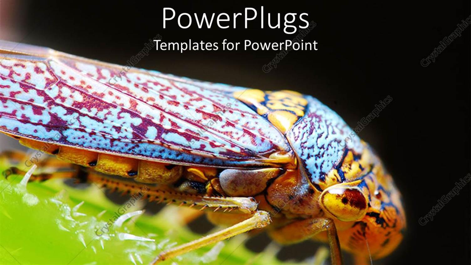 Featuring Colorful Insect Close Up on Top of Green Plant