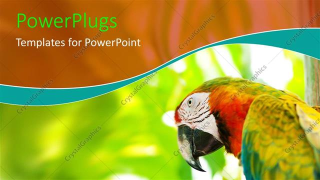  Presentation with parrot - Close-up of colorful parrot over blurry background