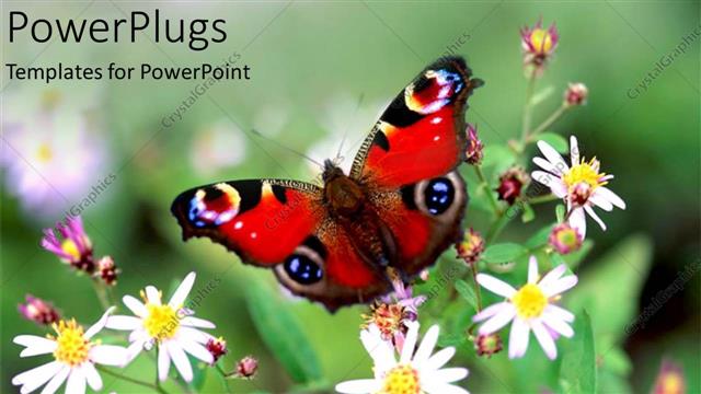  Presentation with butterfly - Colorful red butterfly perched on flowers