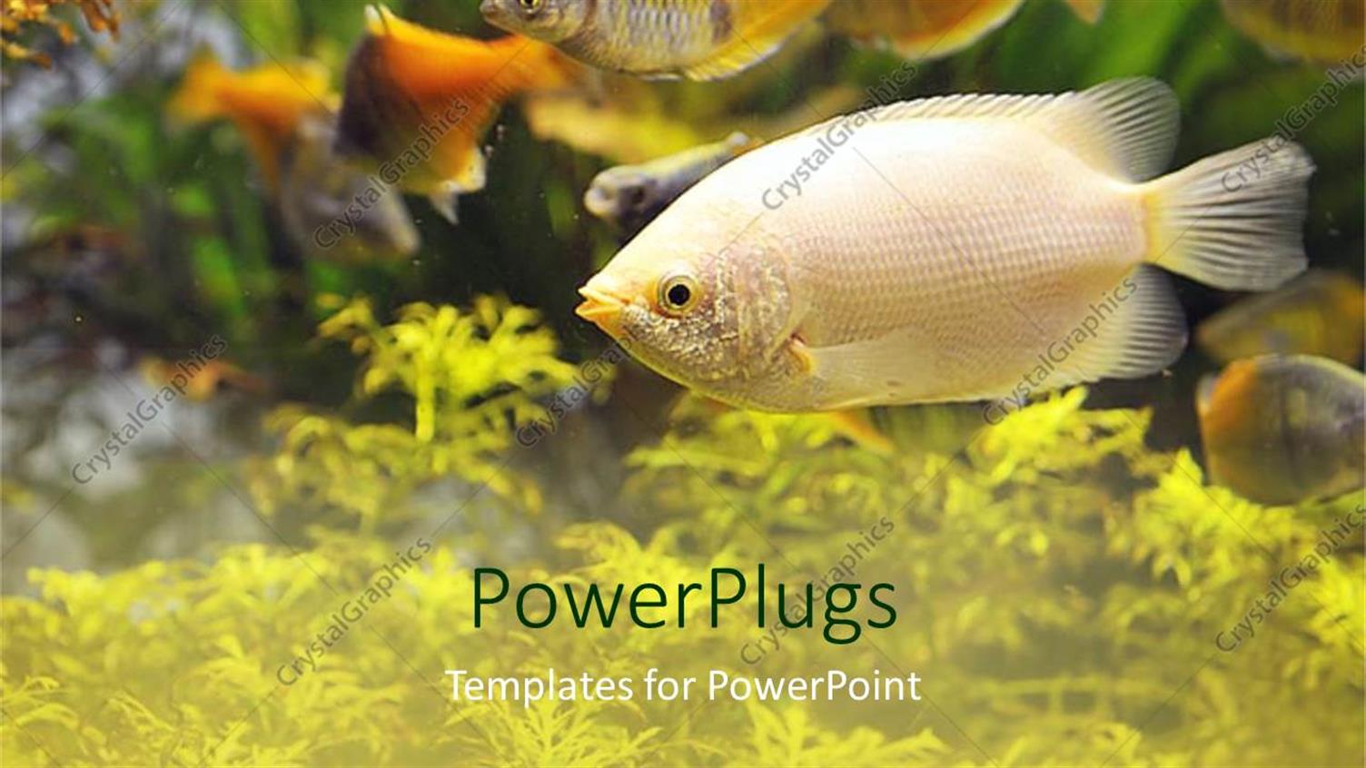 Premium Template for PowerPoint & Google Slides 