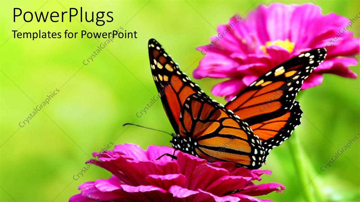 Premium Template for PowerPoint & Google Slides 