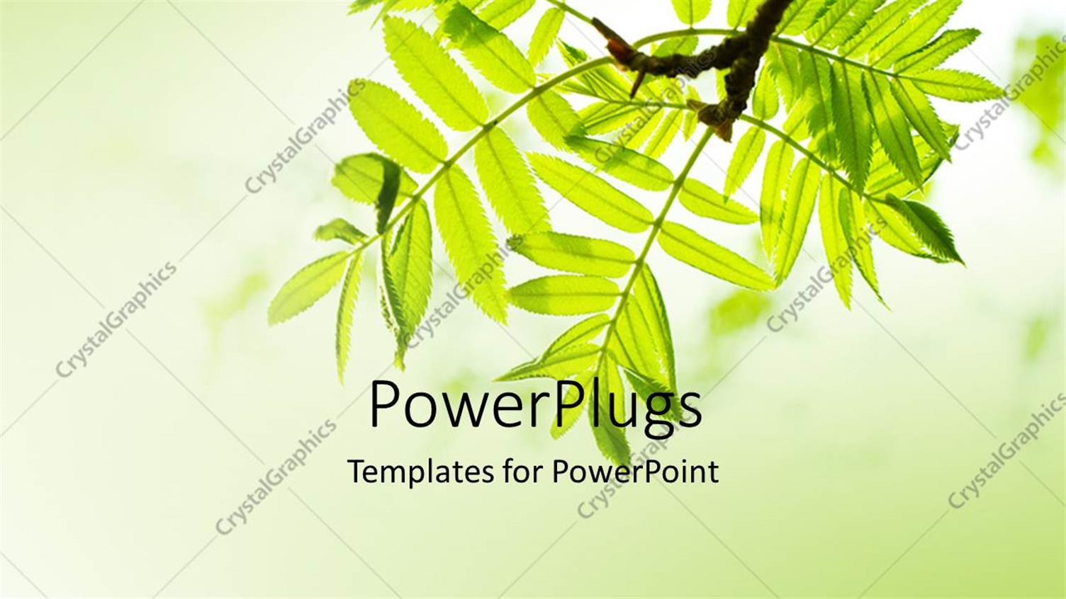 Premium Template for PowerPoint & Google Slides 