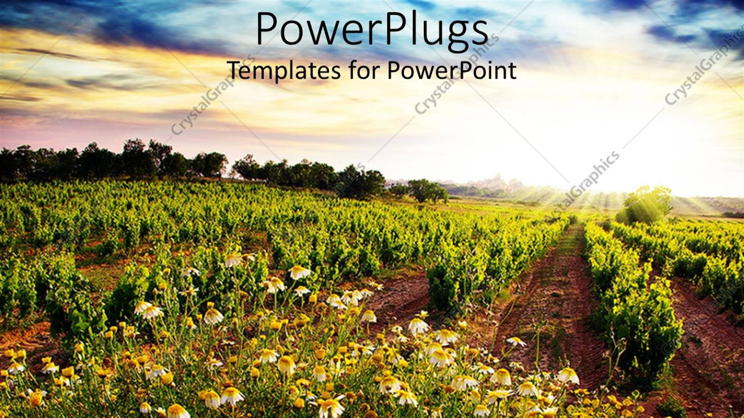 Premium Template for PowerPoint & Google Slides 
