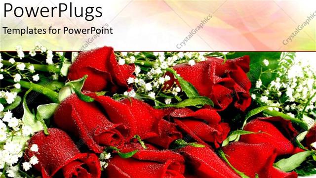  Presentation with roses - A couple of red roses with greenery in the background