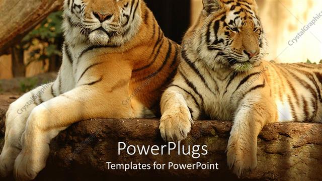  Presentation with tiger - A couple of tigers resting under the tree