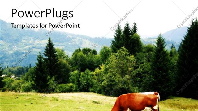  Presentation with grazing - Cow grazing on grassy field in mountain setting with forest trees