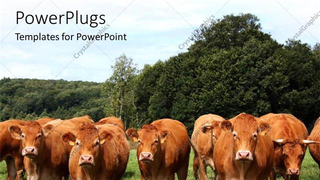  Presentation with forest - Cows grazing in Tropical grassland with thick forest behind