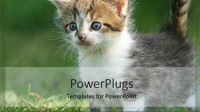  Presentation with kitten - Curious gray, white, and brown kitten with?blue eyes plays in grass