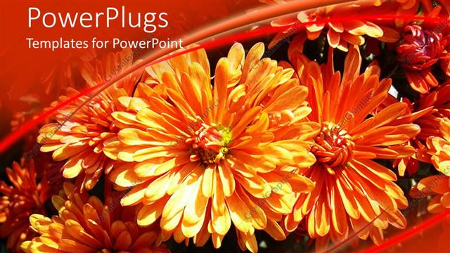  Presentation with orange colored - Cute orange colored flowers grows together