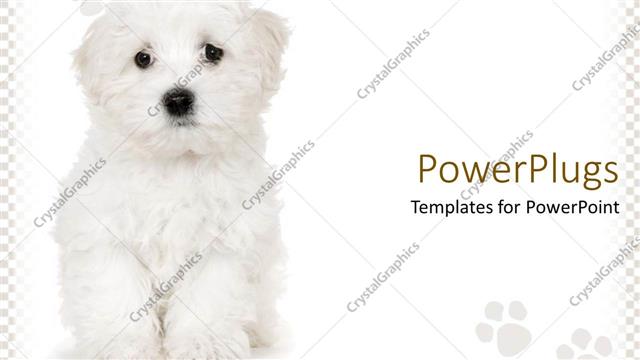  Presentation with sad - Cute sad white puppy on white background