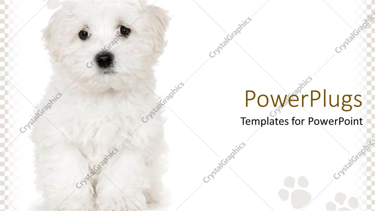 Premium Template for PowerPoint & Google Slides 