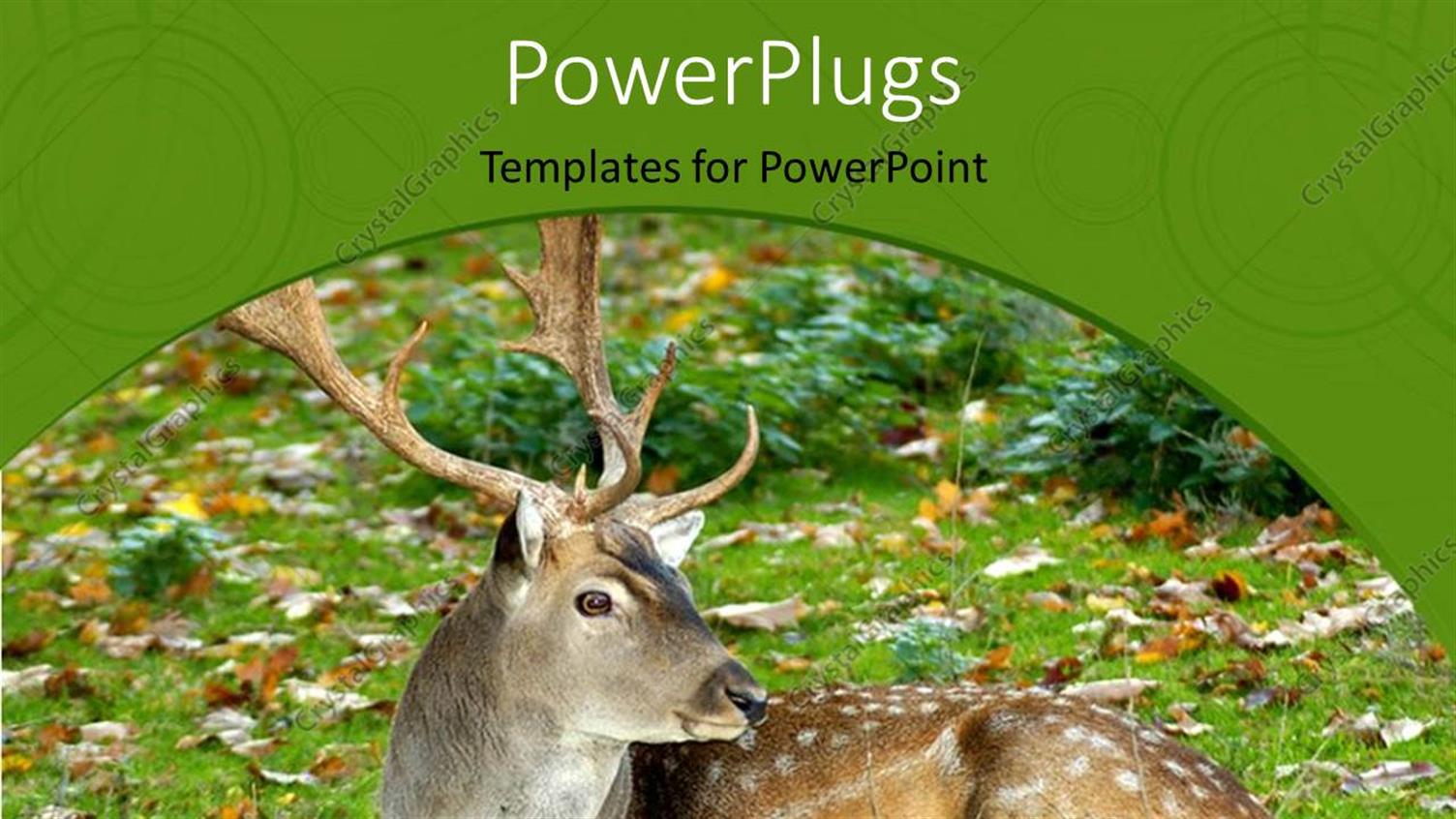 Premium Template for PowerPoint & Google Slides 